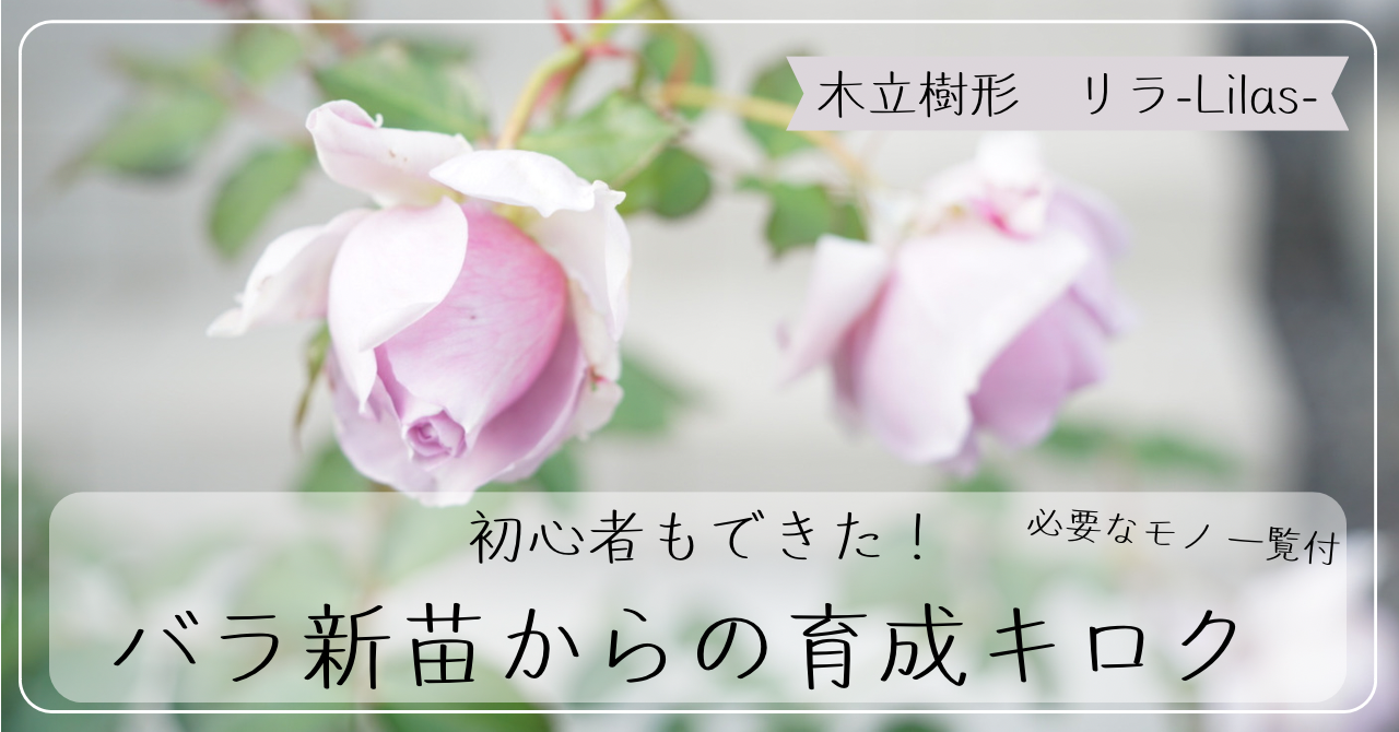 初心者もできた！バラ（木立樹形/リラ）新苗の育て方と成長記録（剪定も）＋必要資材 | ときめくガーデンライフ